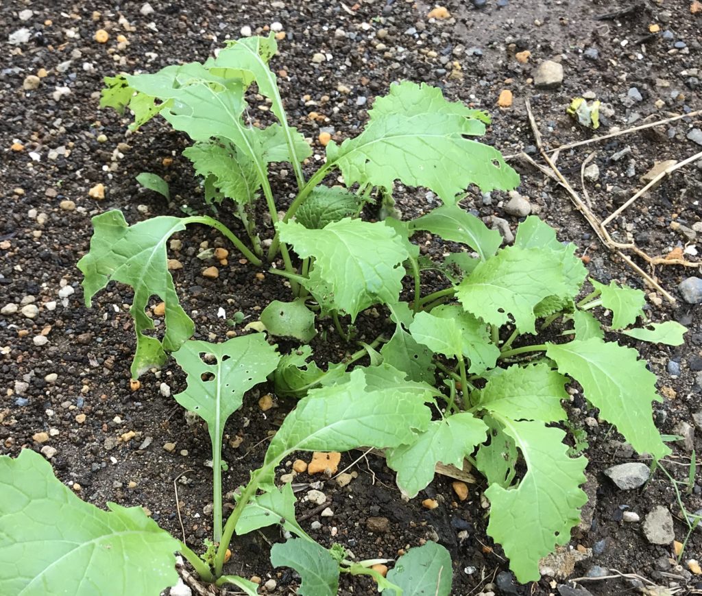 かぶ 本葉成長