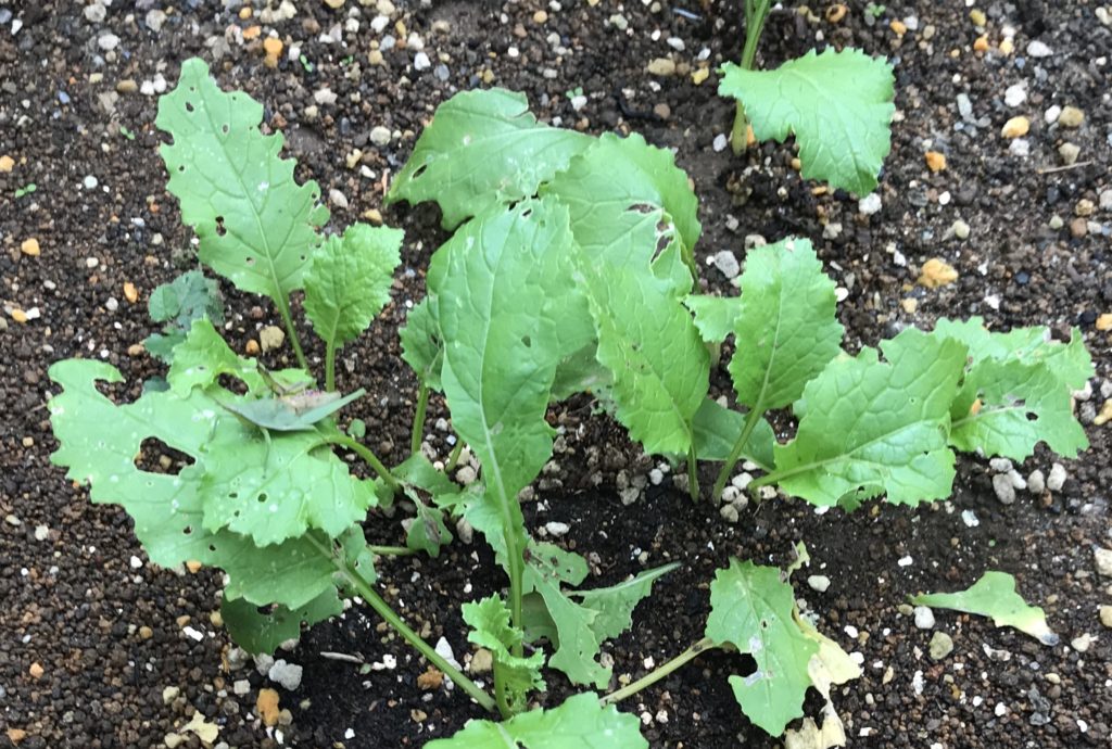 かぶ バッタ被害