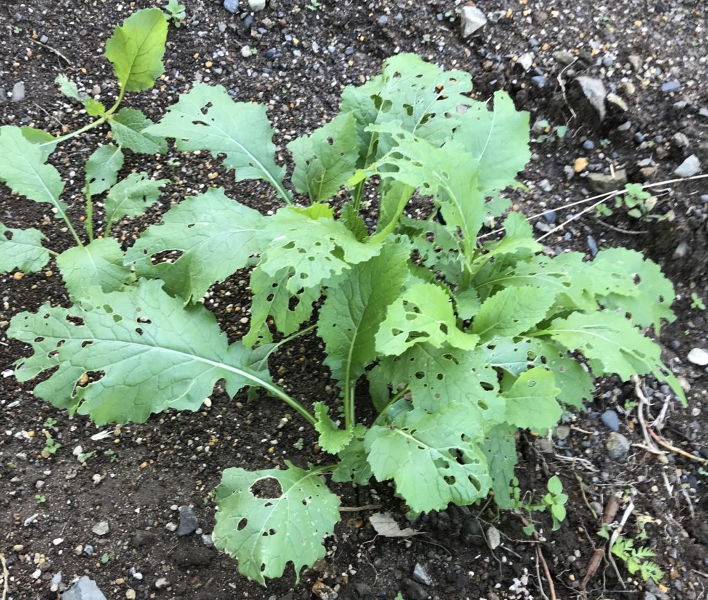 かぶ 本葉大量生産