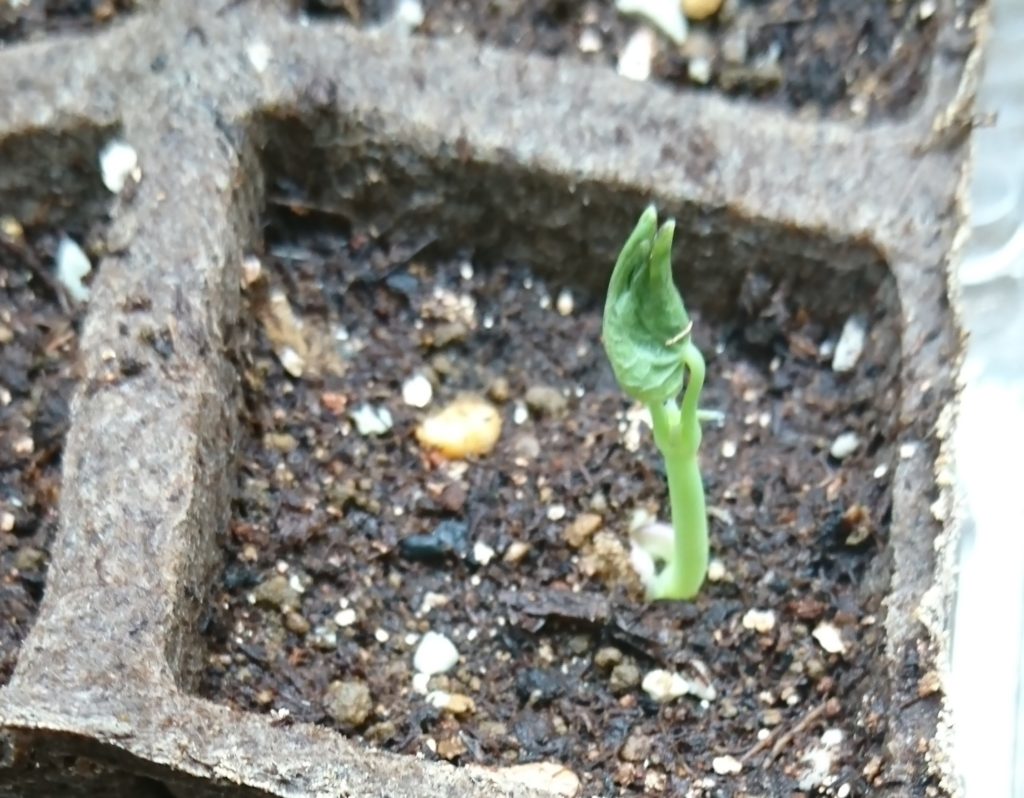 ナスタチウム　発芽