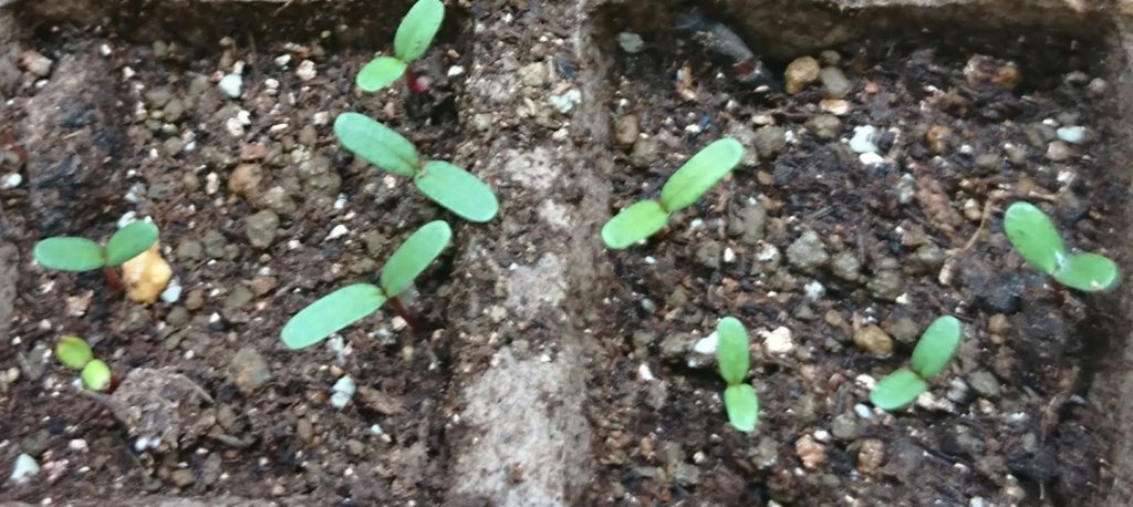 マリーゴールド　双葉