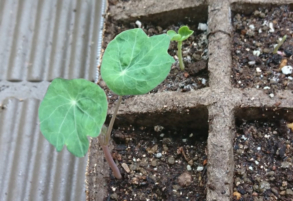 ナスタチウム　双葉