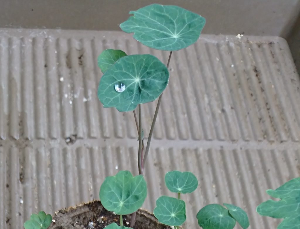 ナスタチウム　葉