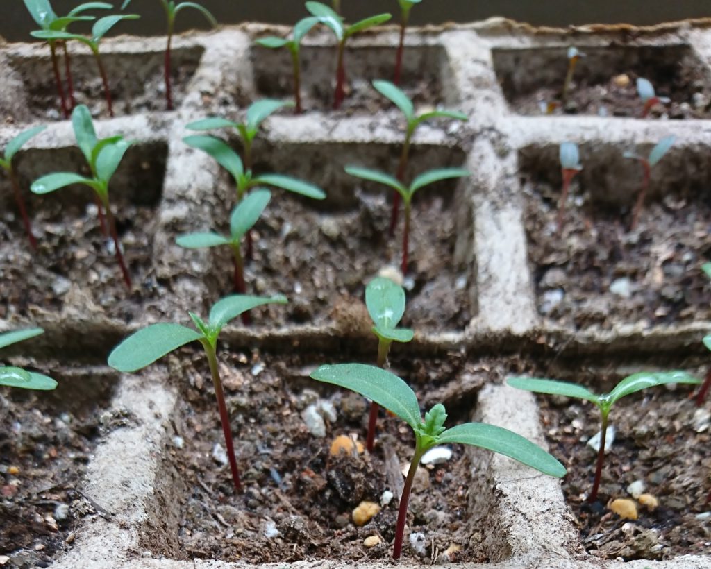 マリーゴールド　本葉