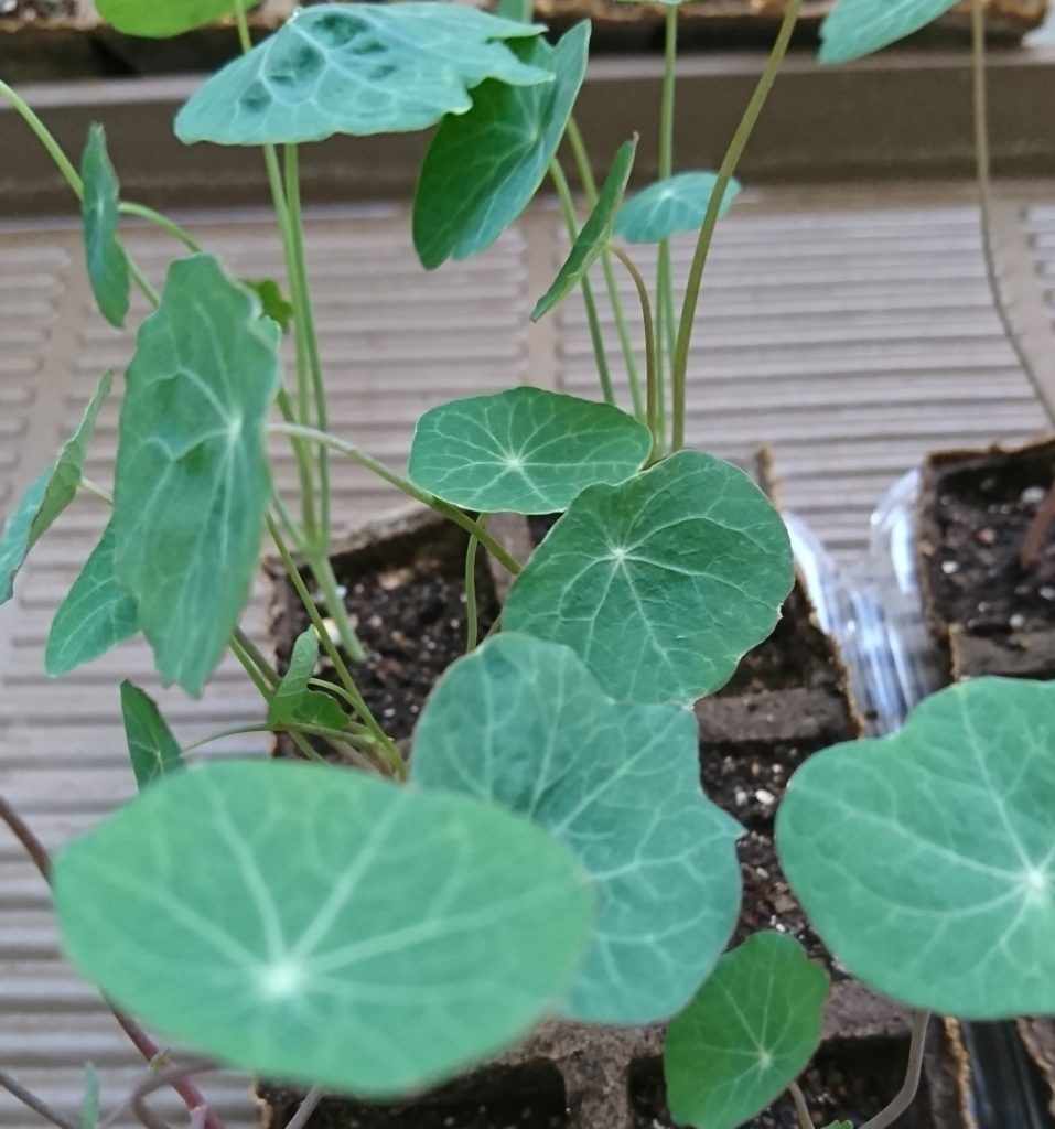 ナスタチウム　本葉