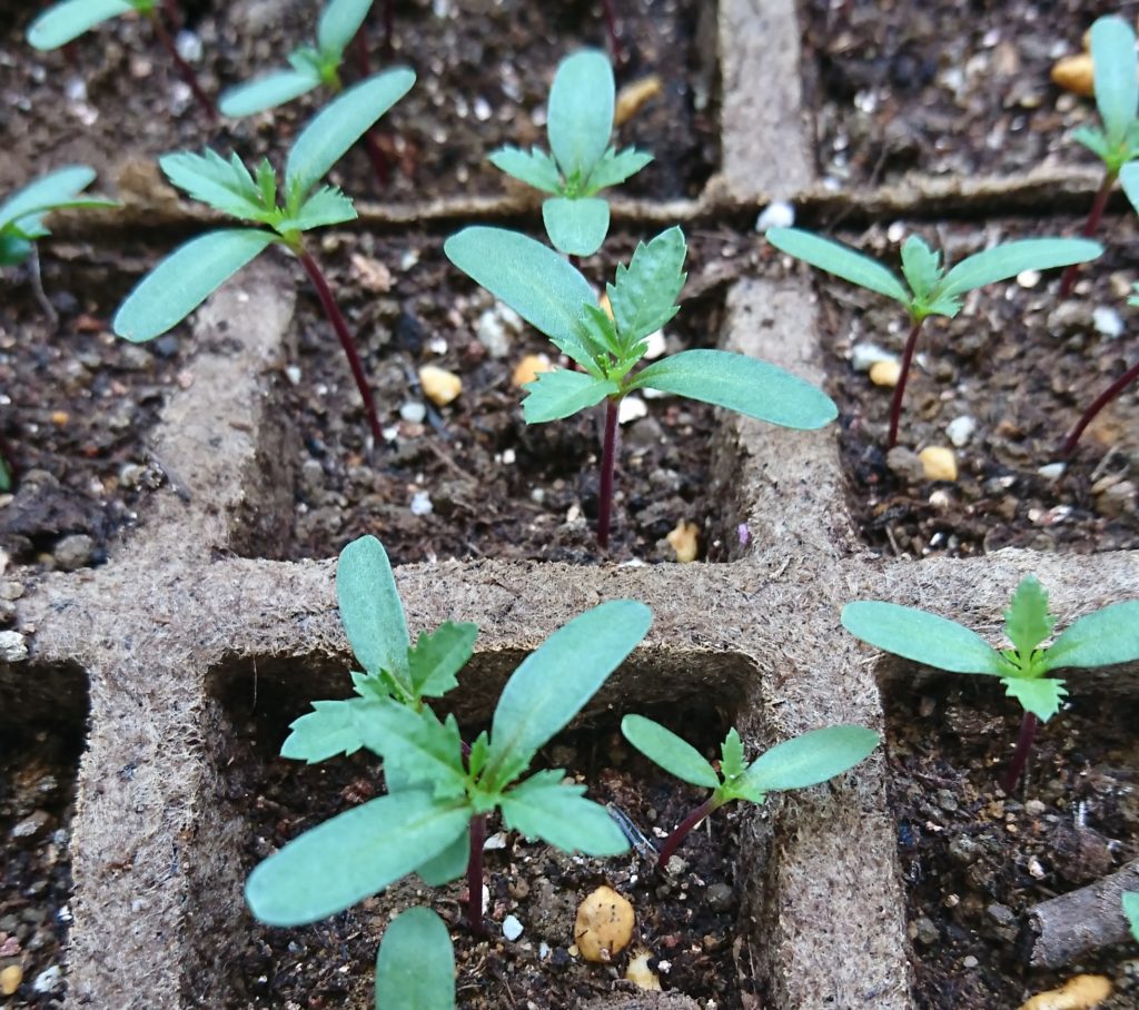 マリーゴールド　本葉成長