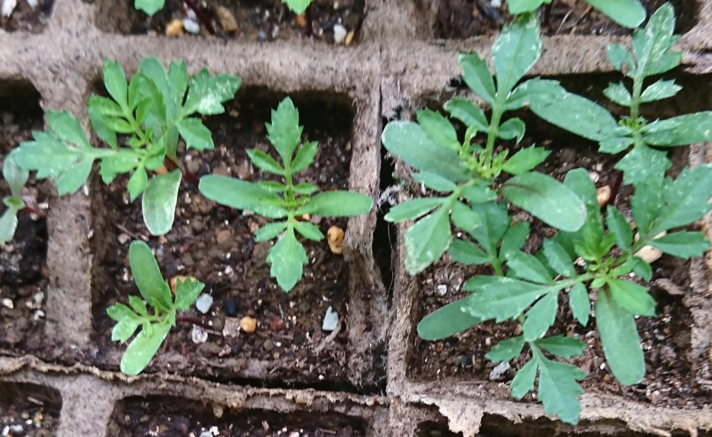 マリーゴールド　本葉成長