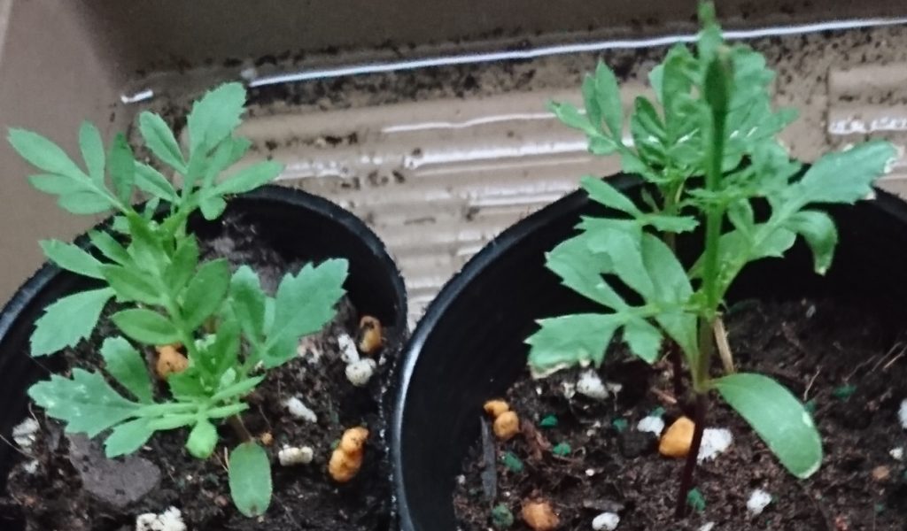 マリーゴールド　茎成長