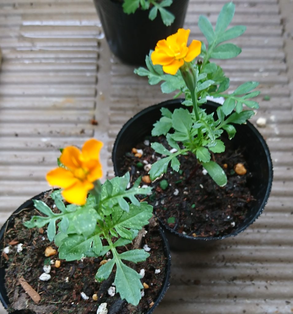 マリーゴールド　花
