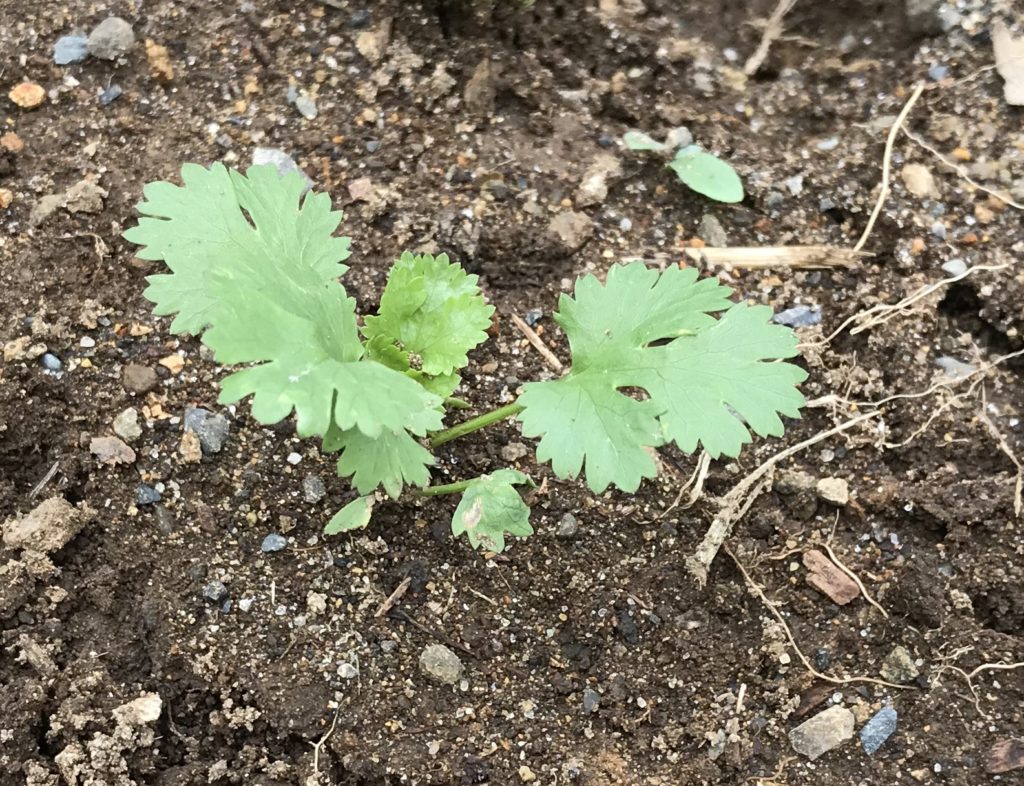 パクチー　本葉４枚