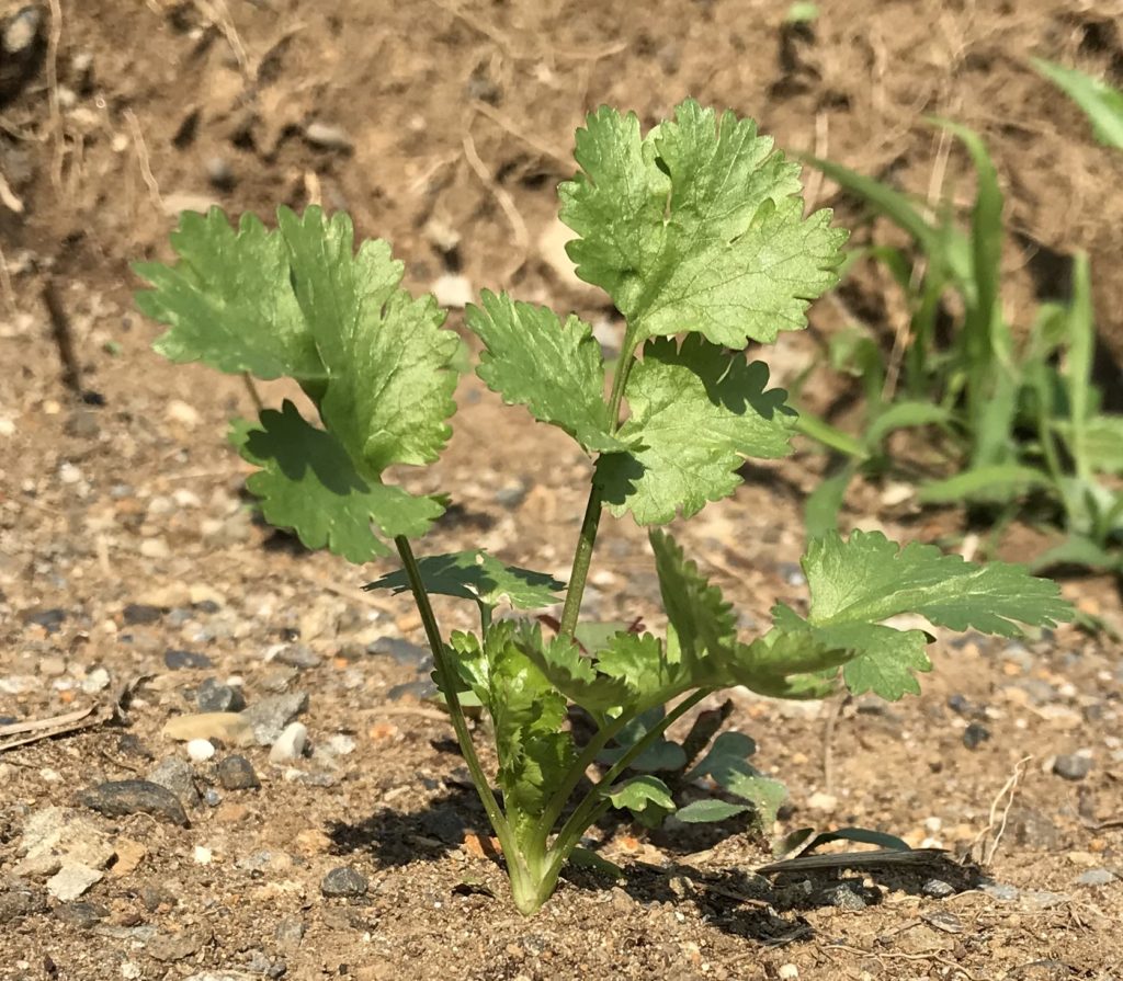パクチー　茎成長