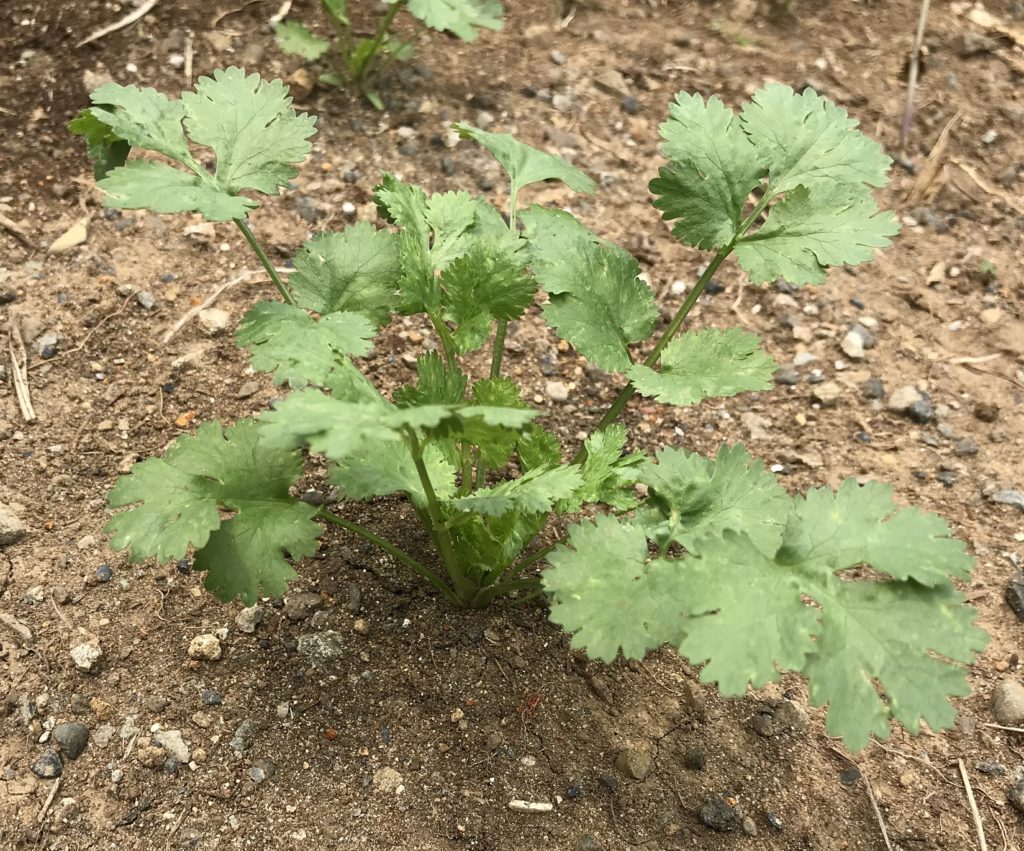 パクチー　本葉茂りだす