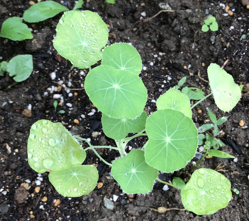 ナスタチウム　地植え根付き