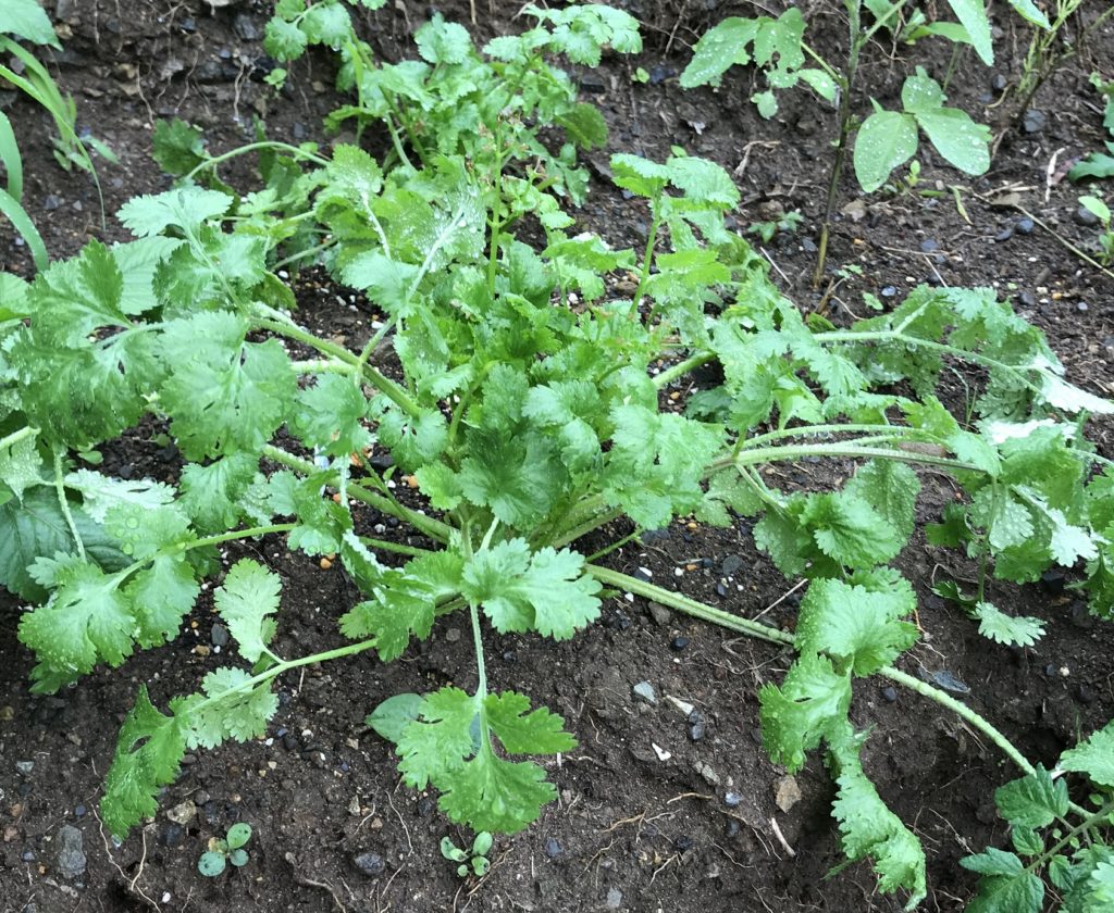 パクチー　茎太くなる