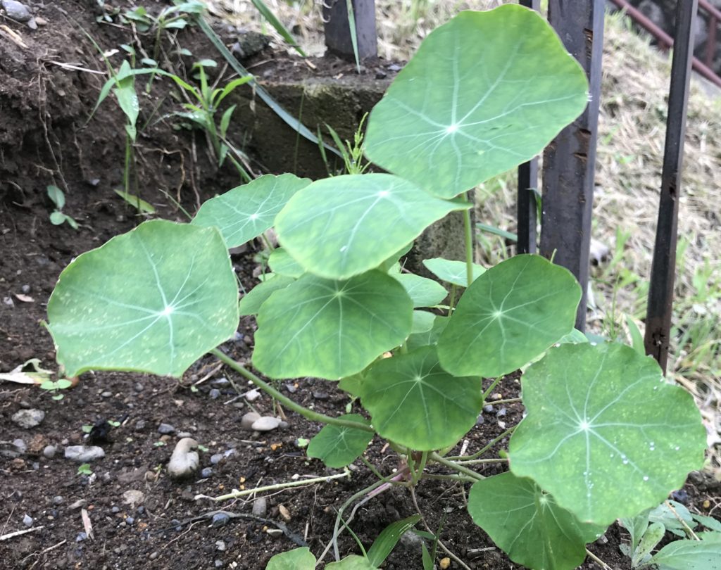 ナスタチウム　葉