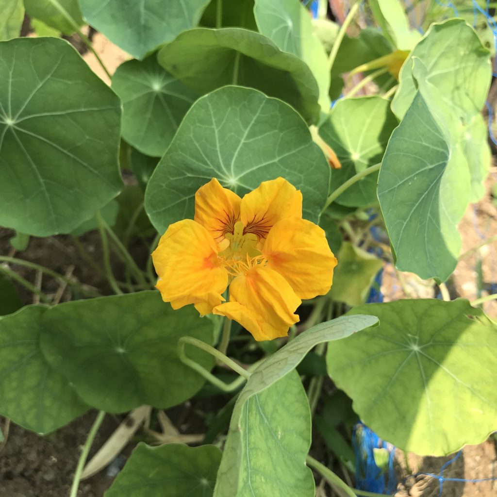 ナスタチウム　花