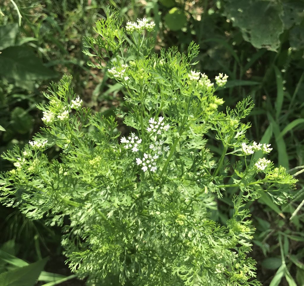 パクチー　白い花