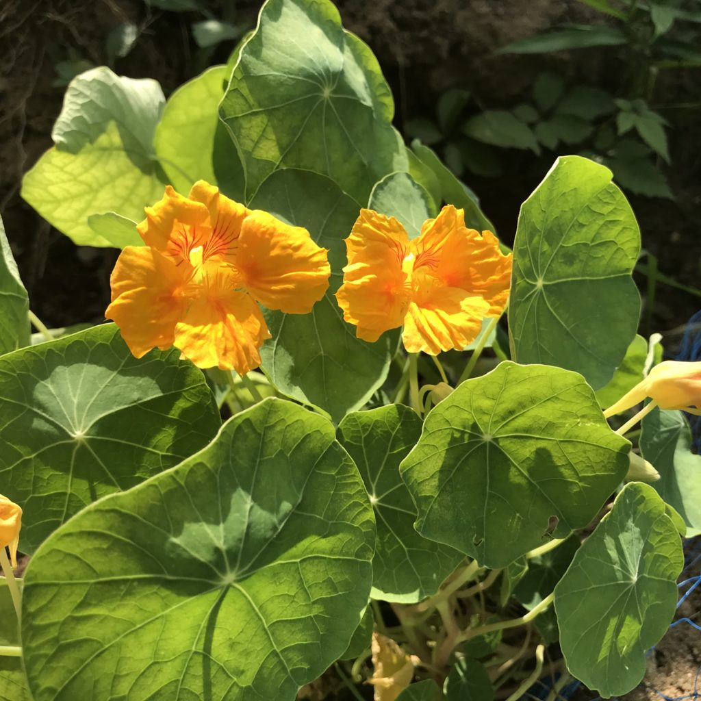 ナスタチウム　花