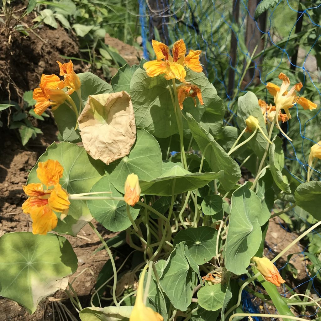 ナスタチウム　花の代謝