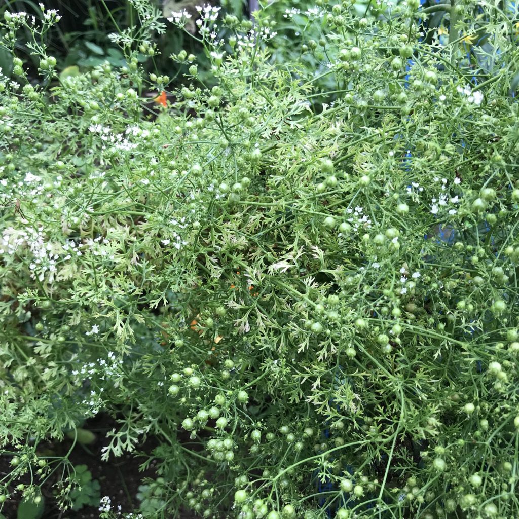 パクチー　種ができた