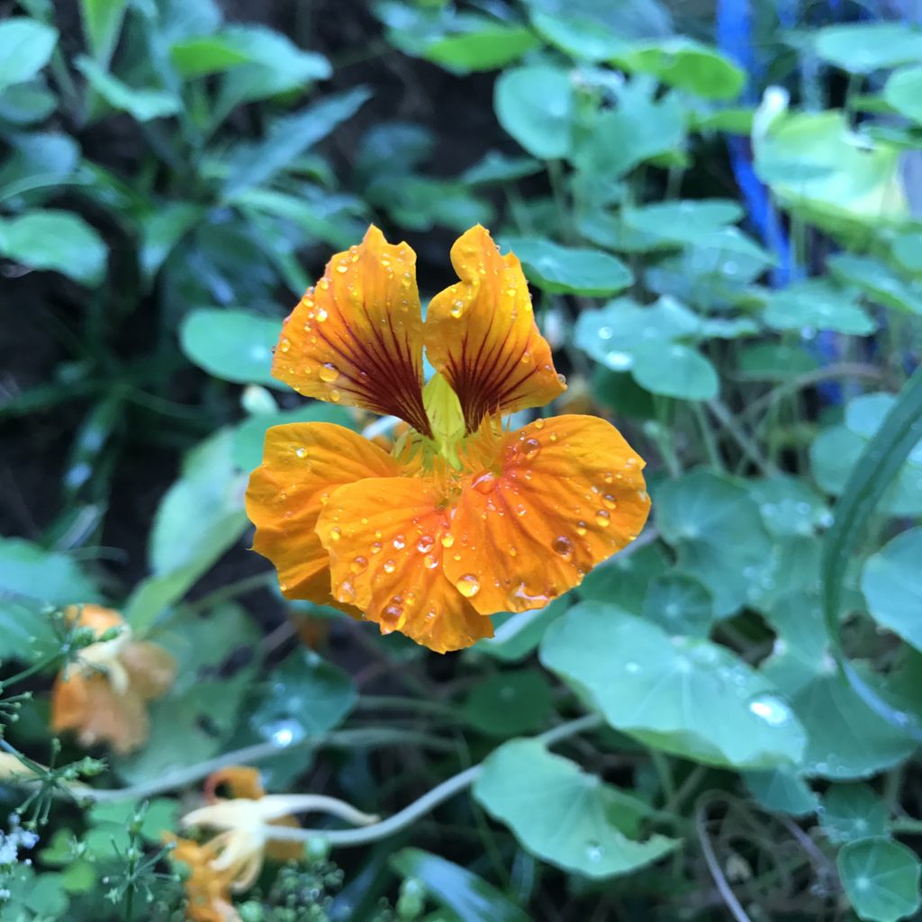 ナスタチウム　花