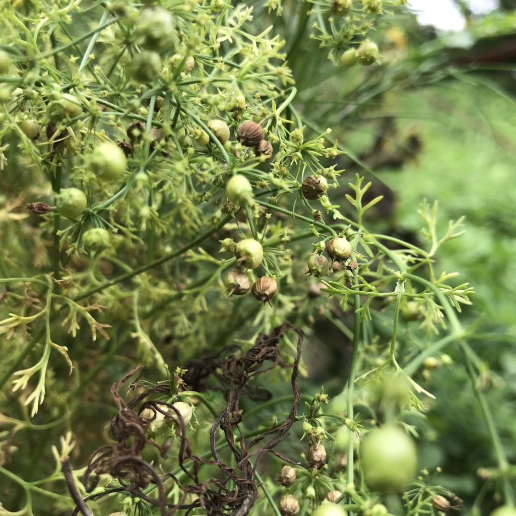 パクチー　種　生成