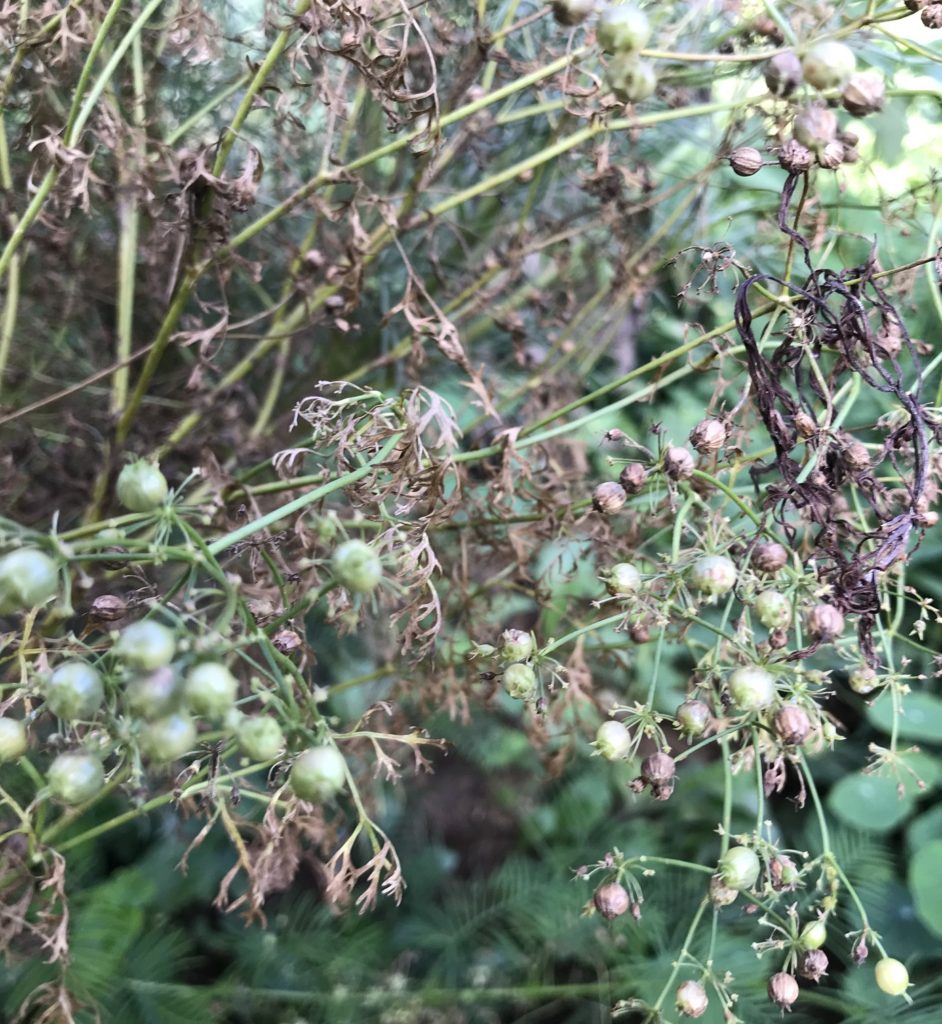 パクチー種枯れ