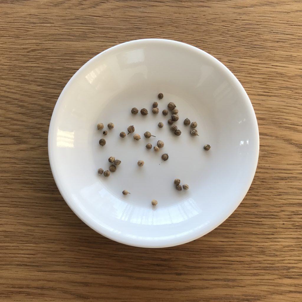 パクチー　種