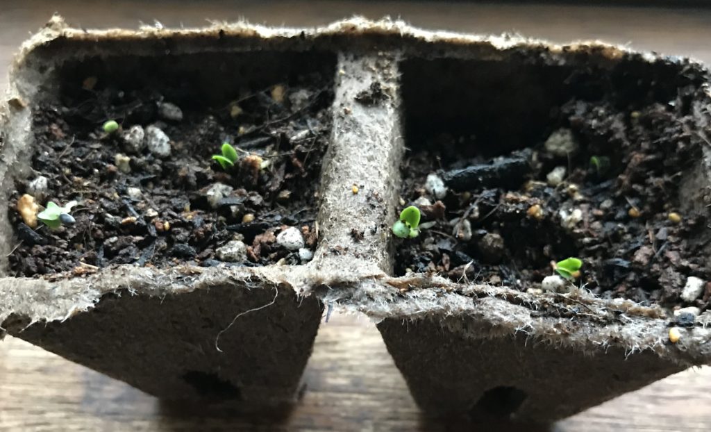 バジル　ふたば