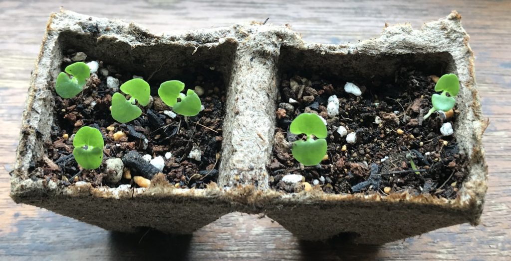 バジル　ふたばの成長