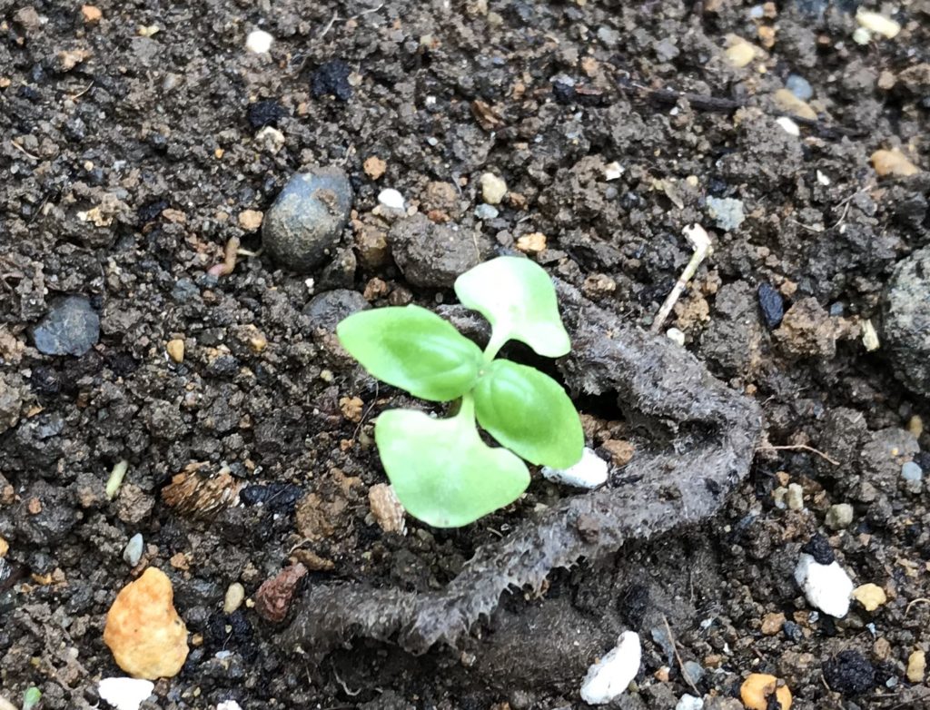 バジル　蝋細工のような本芽