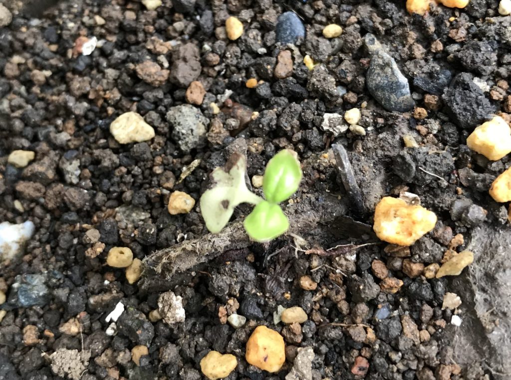 バジル　ふたば落ちる