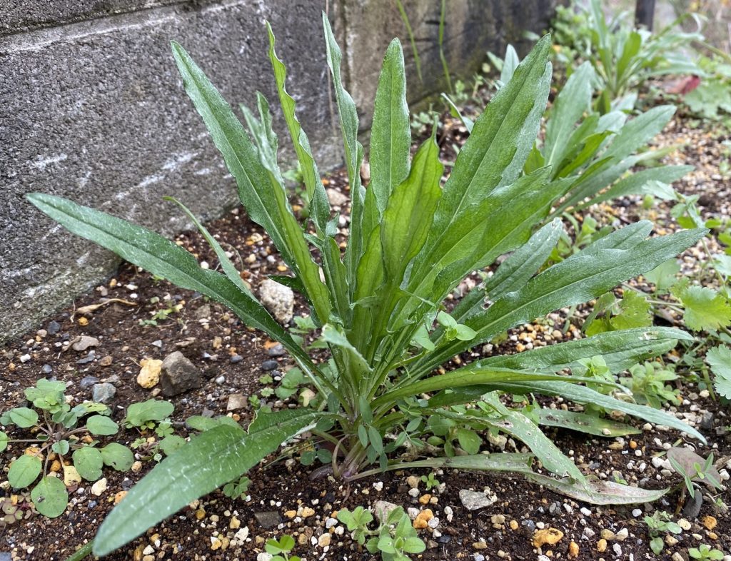 矢車菊　本葉密集化
