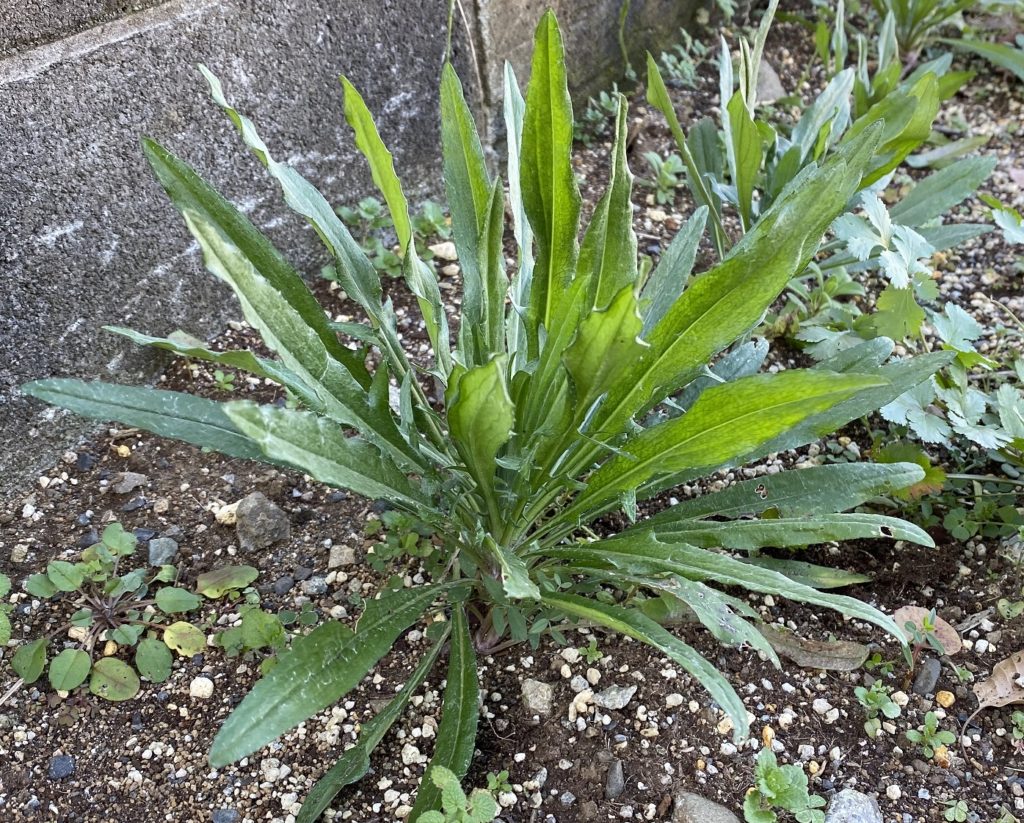 矢車菊　成長停止