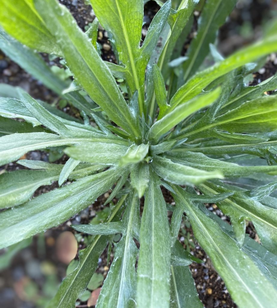 矢車菊　葉に膜