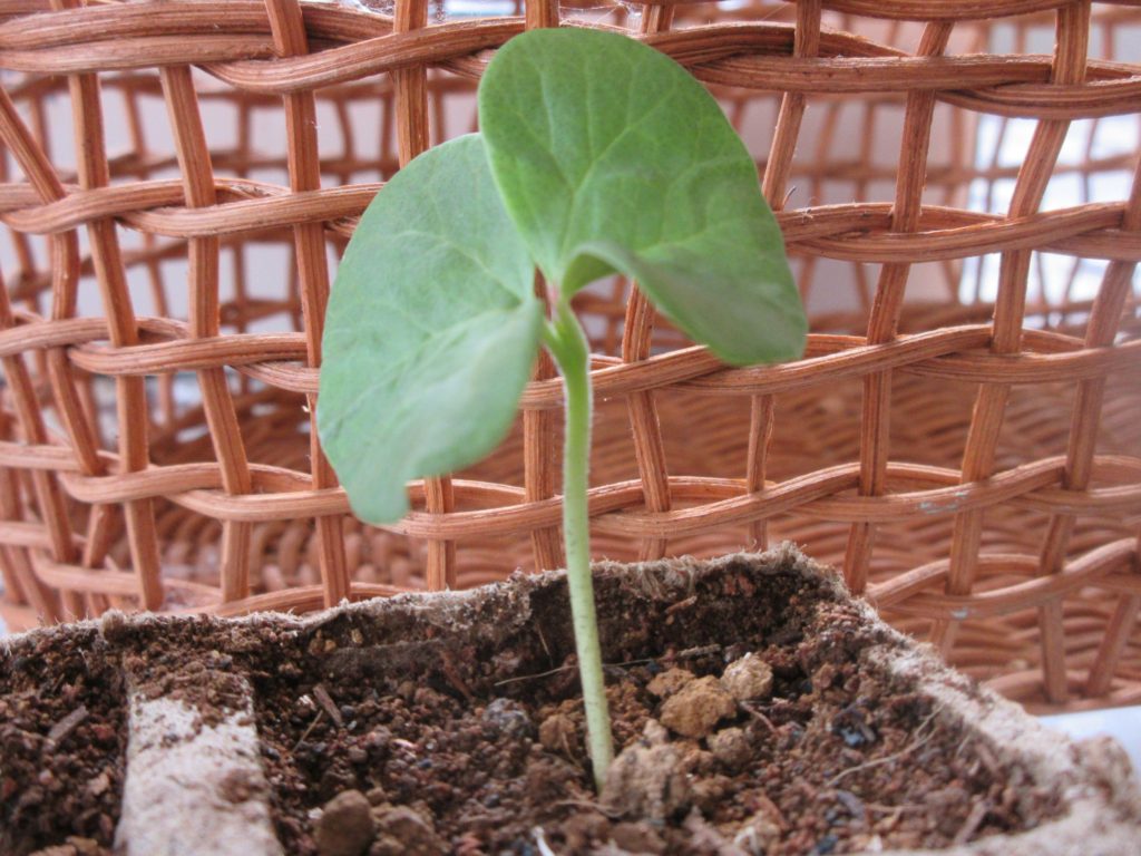 わた花　双葉成長