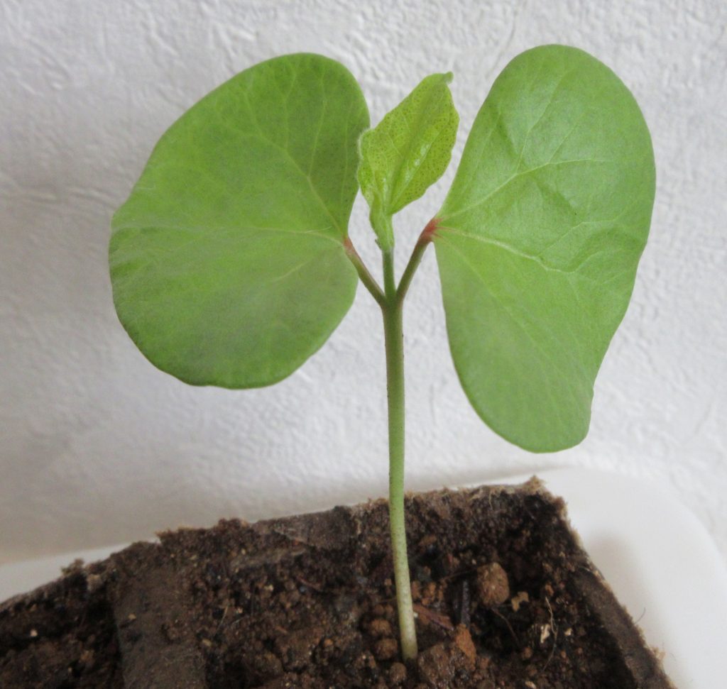 わた花　本葉出る