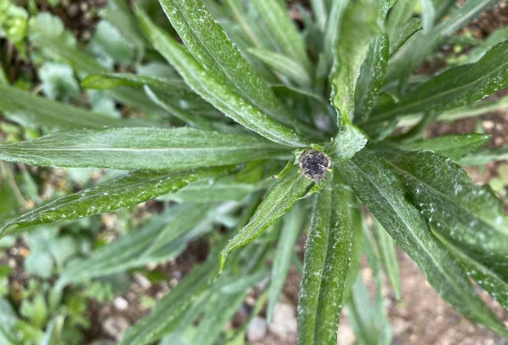 矢車菊　つぼみ