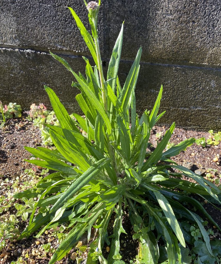 矢車菊　茎の成長