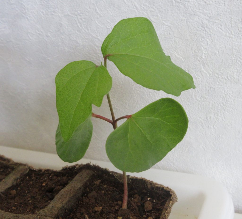 わた花　本葉の成長