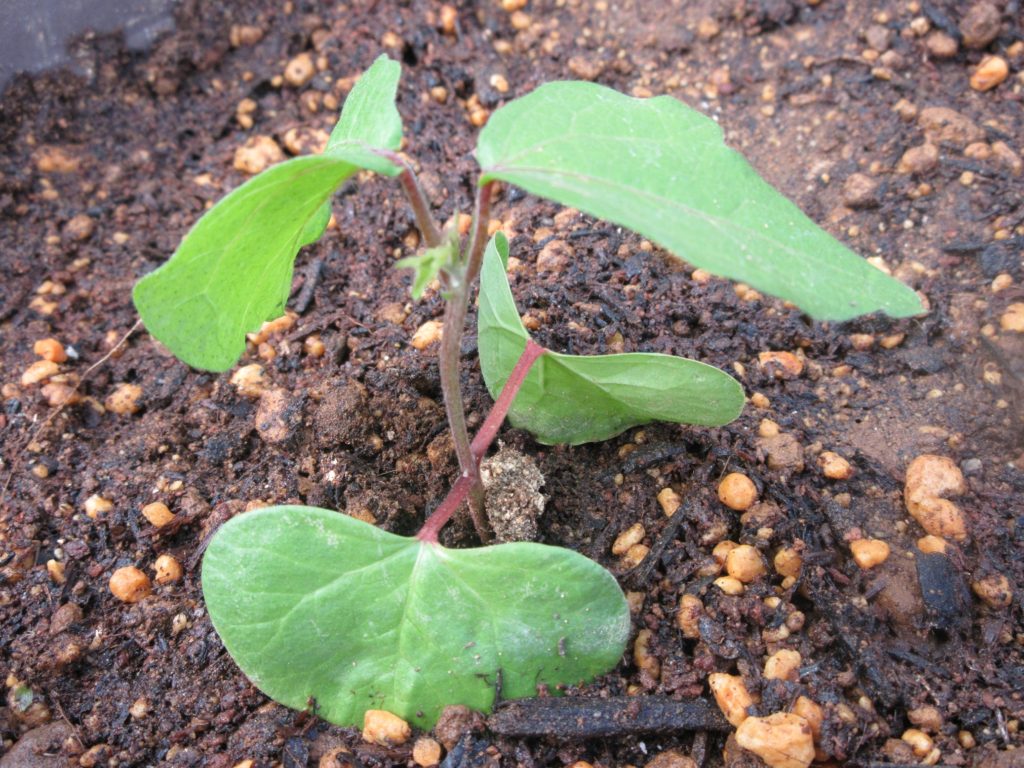 わた花次の本葉