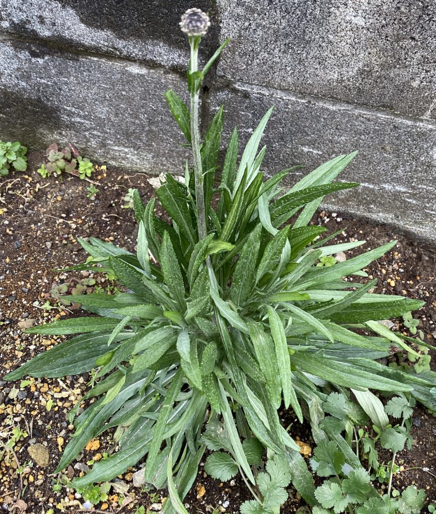 矢車菊　つぼみと茎がのびる
