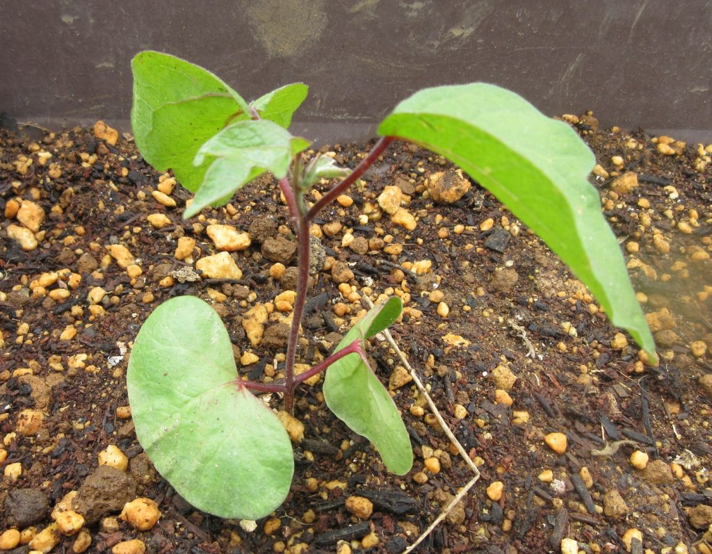 わた花　本葉３枚目