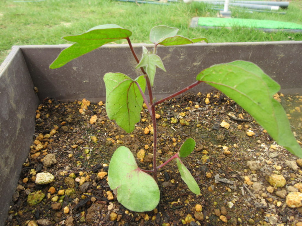 わた花茎伸び始め
