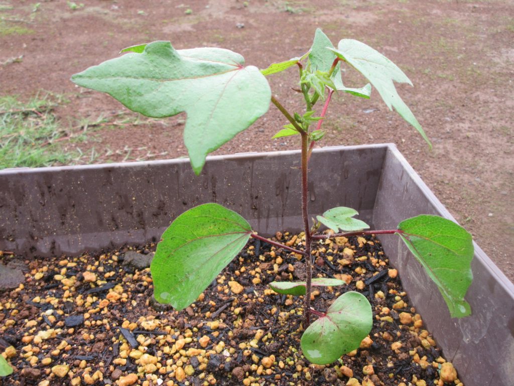 わた花　赤い骨の憎い奴