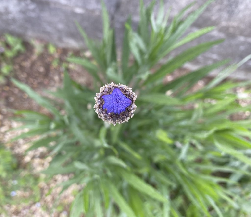 矢車菊　つぼみ青