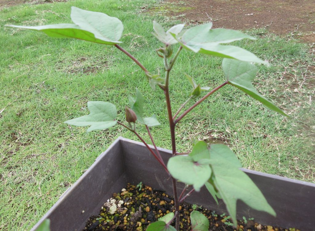 わた花　つぼみ