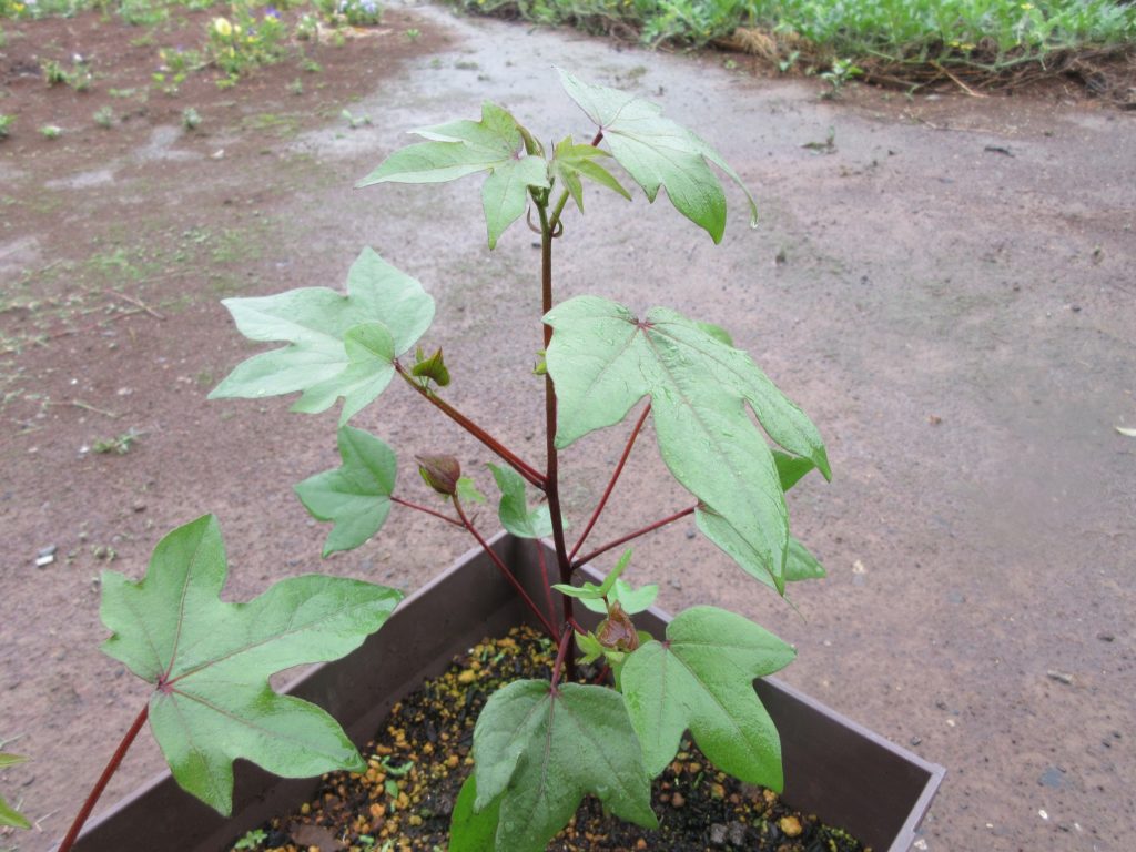 わた花　幹太く