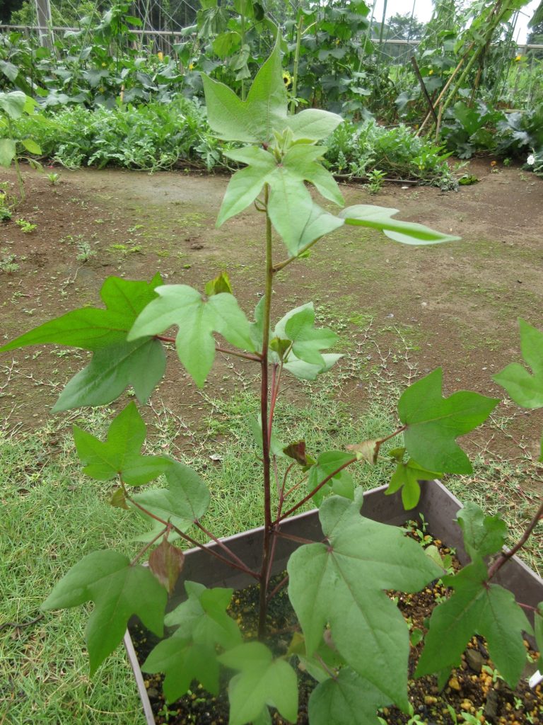 わた花　開花直前