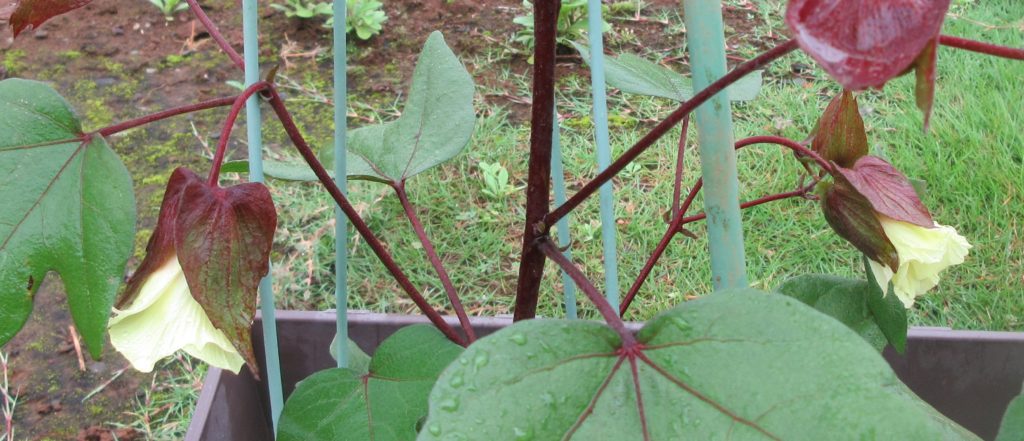 わた花　開花02